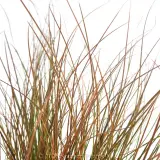 Orange Sedge - Detail photo
