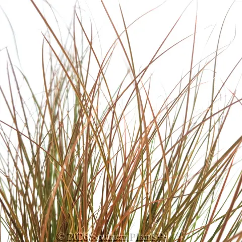 Orange Sedge