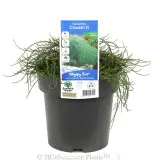 Casuarina Cousin It - Primary