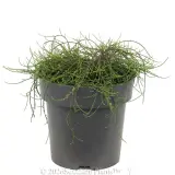 Casuarina Cousin It - Alt