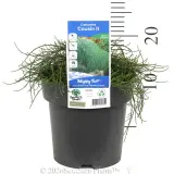Casuarina Cousin It - Pack