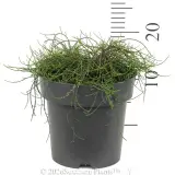 Casuarina Cousin It - Ruler