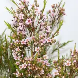 Cha Cha Wax Flower - Detail photo