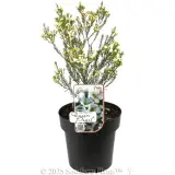 Dawn Pearl Waxflower - Plant photo