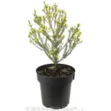 Dawn Pearl Waxflower - Alternate photo