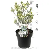 Dawn Pearl Waxflower - Product photo