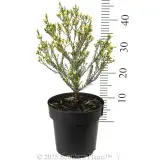 Dawn Pearl Waxflower - Reference photo
