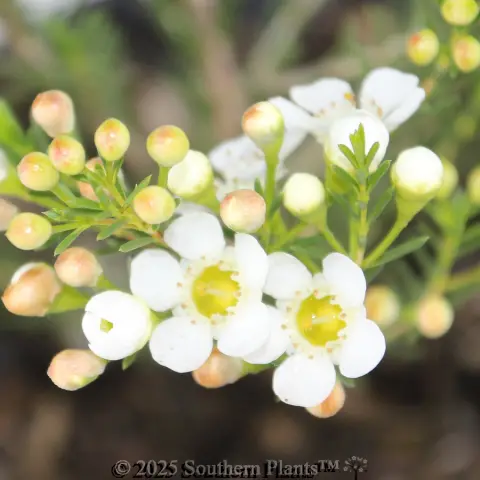 Dawn Pearl Waxflower