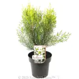 Ice Queen Wax Flower - Plant photo