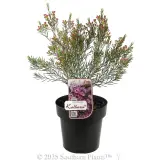 Kalbarri Wax Flower - Plant photo