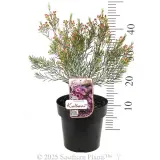 Kalbarri Wax Flower - Product photo