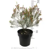 Kalbarri Wax Flower - Reference photo