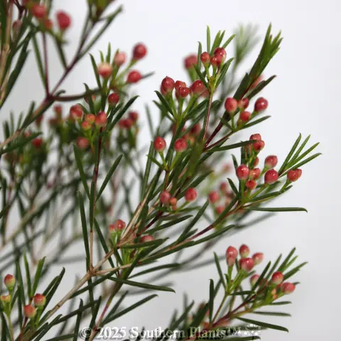 Kalbarri Wax Flower