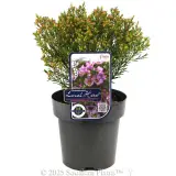 Local Hero Wax Flower - Plant photo