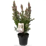 Pinnacle Pink Wax Flower - Plant photo