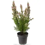 Pinnacle Pink Wax Flower - Alternate photo