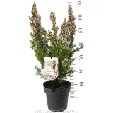 Pinnacle Pink Wax Flower - Product photo