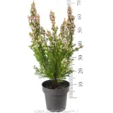 Pinnacle Pink Wax Flower - Reference photo