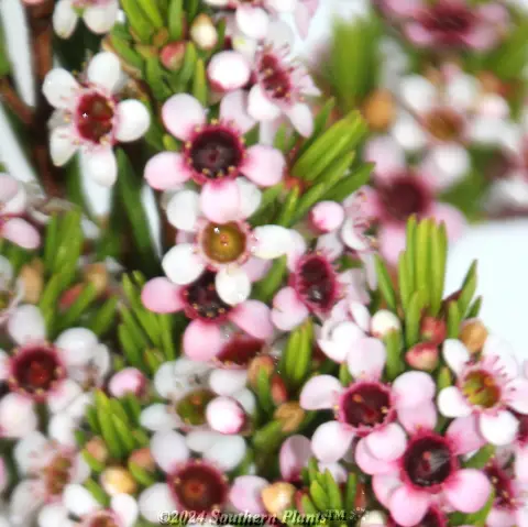 Pinnacle Pink Wax Flower