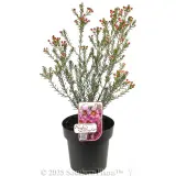 Ruby's Delight Wax Flower - Plant photo