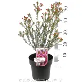Ruby's Delight Wax Flower - Product photo