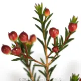 Ruby's Delight Wax Flower - Detail photo
