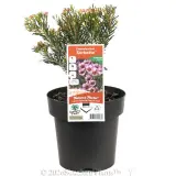Sorbetto Wax Flower - Plant photo