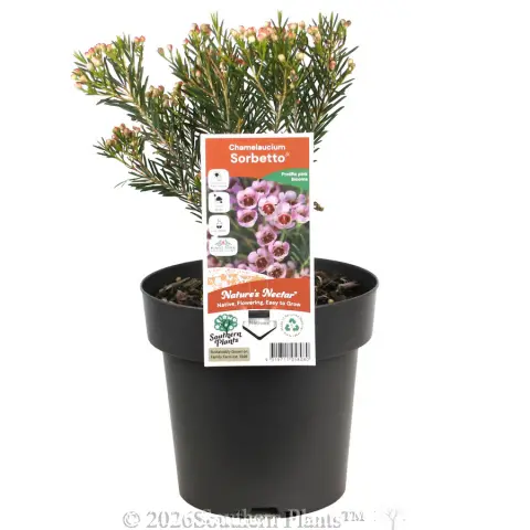 Sorbetto Wax Flower
