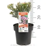 Sorbetto Wax Flower - Product photo