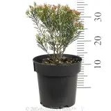 Sorbetto Wax Flower - Reference photo