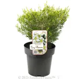 Tiny Dancer Wax Flower - Plant photo