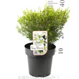 Tiny Dancer Wax Flower - Product photo