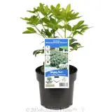 Mexican orange blossom - Primary