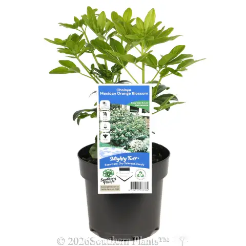 Mexican orange blossom