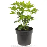 Mexican orange blossom - Alt
