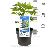 Mexican orange blossom - Pack