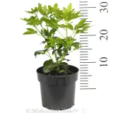 Mexican orange blossom - Ruler