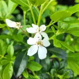 Mexican orange blossom - Detail