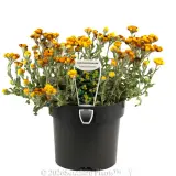 Yellow Buttons - Plant photo