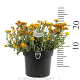 Yellow Buttons - Product photo