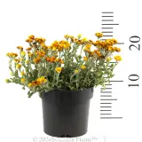 Yellow Buttons - Reference photo