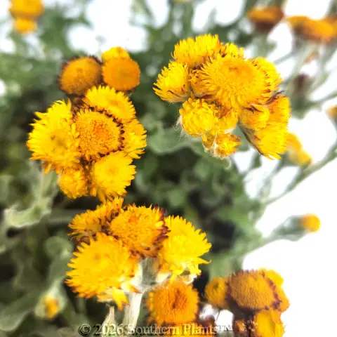 Yellow Buttons