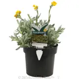 Chrysocephalum Aussie Reflection - Plant photo