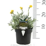 Chrysocephalum Aussie Reflection - Product photo