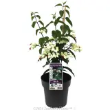 Bleeding Heart Vine - Plant photo