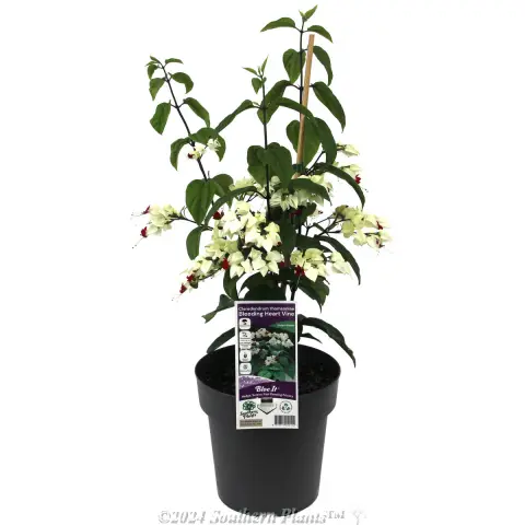 Bleeding Heart Vine