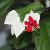 Bleeding Heart Vine - Product photo