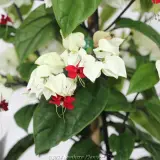 Bleeding Heart Vine - Reference photo