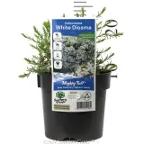 Confetti bush - Product photo