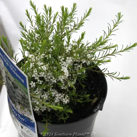 Confetti bush